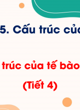 Bài 8 Cấu trúc của tế bào nhân thực (Tiết 4)